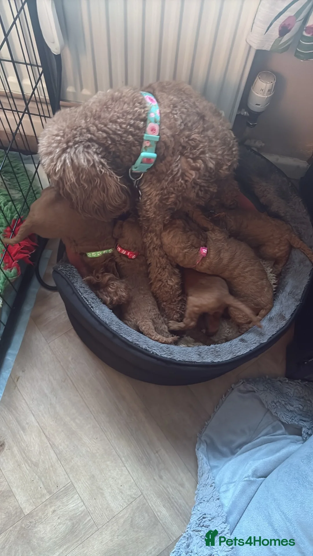 Cockapoo dogs for sale: Cockapoo puppies  - Advert 18