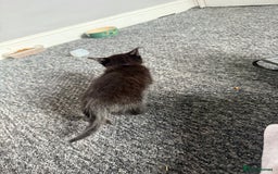 Mixed Breed cats for sale: mixed breed kittens for sale - Image 10