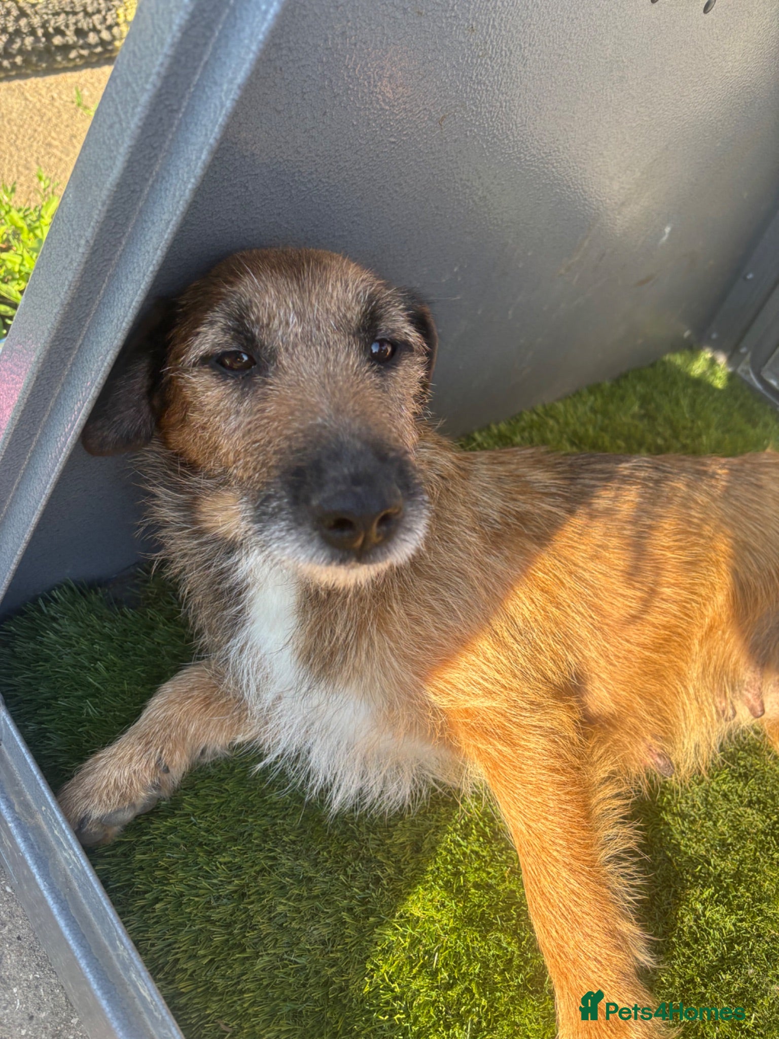 Mixed Breed dogs 9 beautiful border terriers x Lakeland terrier  - Advert 2