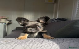 French Bulldog dogs for sale: Luxury full fluffy French bulldog  - Image 2