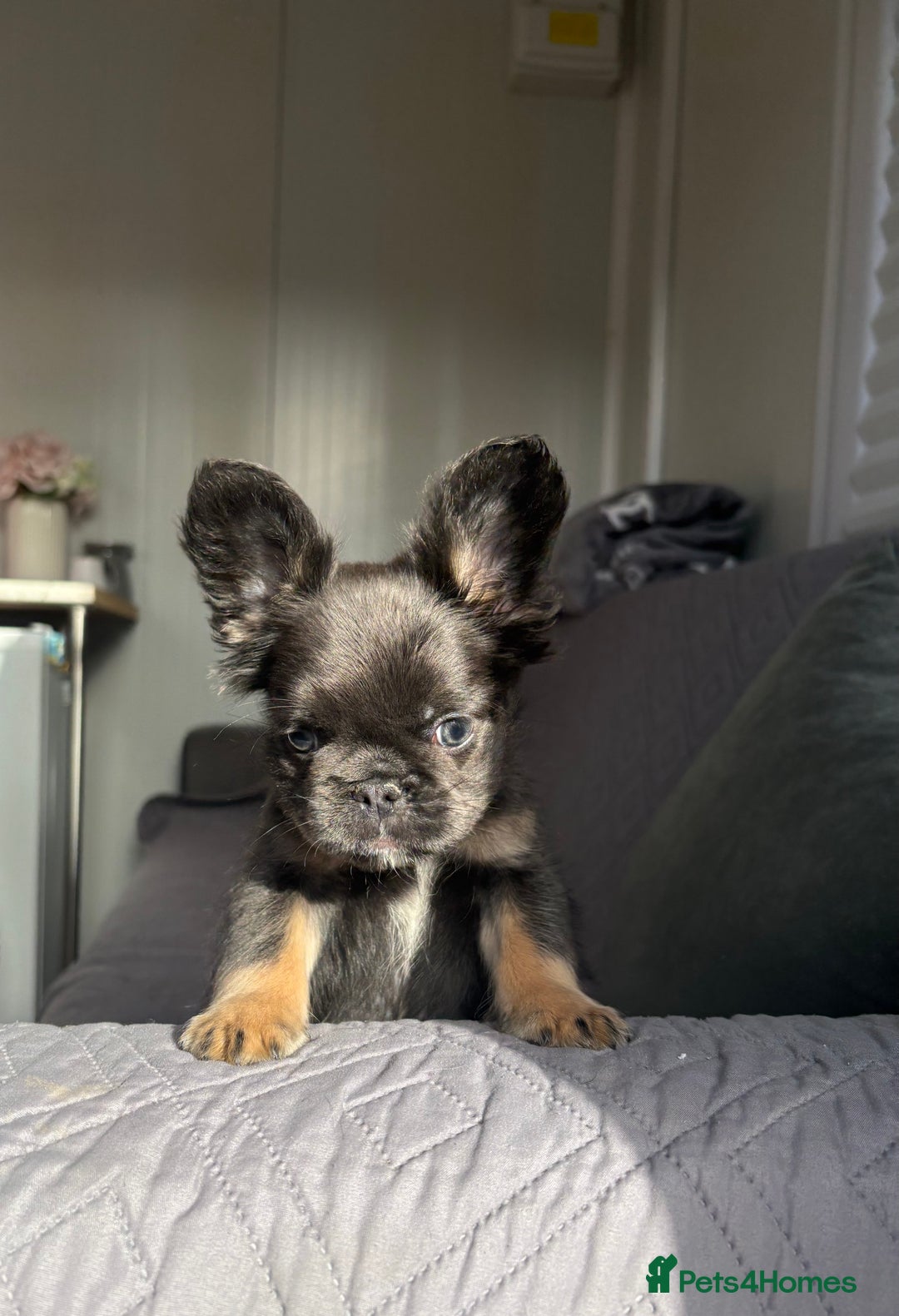 French Bulldog dogs for sale: Luxury full fluffy French bulldog  - Image 2