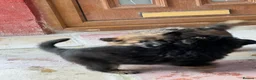 German Shepherd dogs for sale: Beautiful long haired straight back GSD babies  - Advert 13