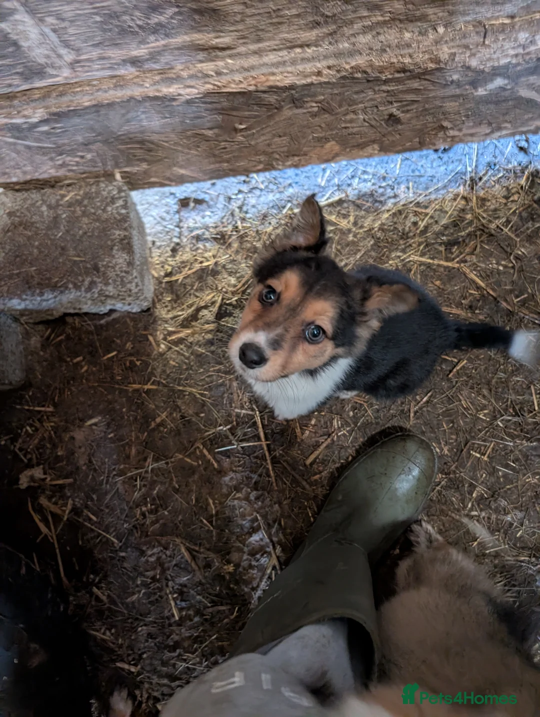 Welsh Collie dogs for sale: Welsh collie pups for sale in Swansea - Advert 2