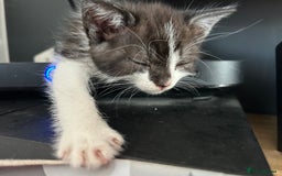 Mixed Breed cats for sale: 3 beautiful male kittens *READY NOW* - Image 3