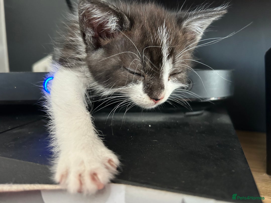 Mixed Breed cats for sale: 3 beautiful male kittens *READY NOW* - Image 3