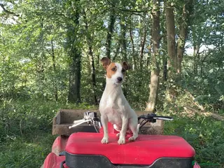 Jack Russell dogs Purebred smooth coat short leg jack russell pups - Advert 1