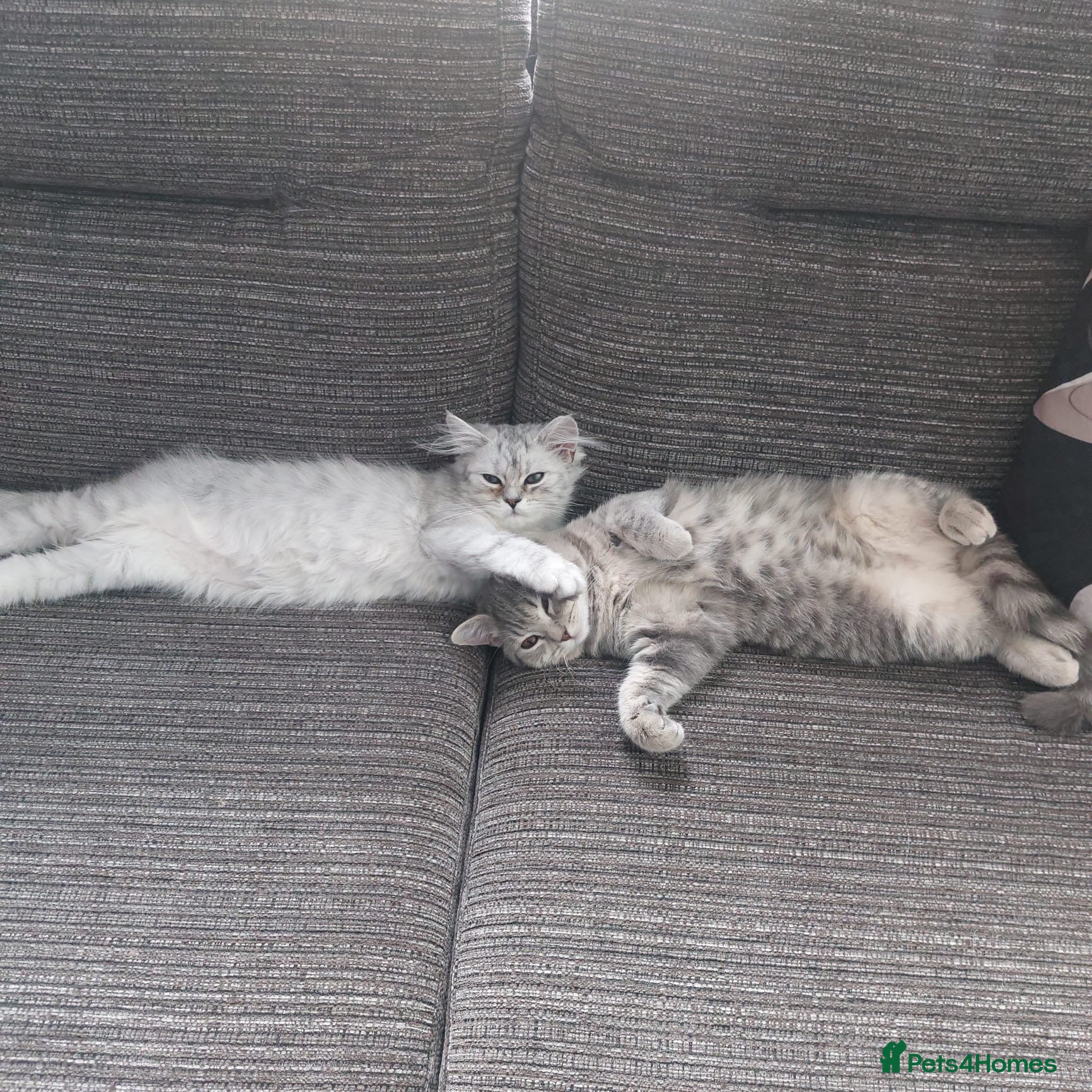 Mixed Breed cats British shorthair x Persian  - Advert 2