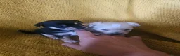 Chorkie dogs for sale: Beautiful chorkies  - Advert 6
