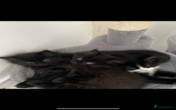 Maine Coon cats for sale: Maine coon  X ragdoll - Image 2