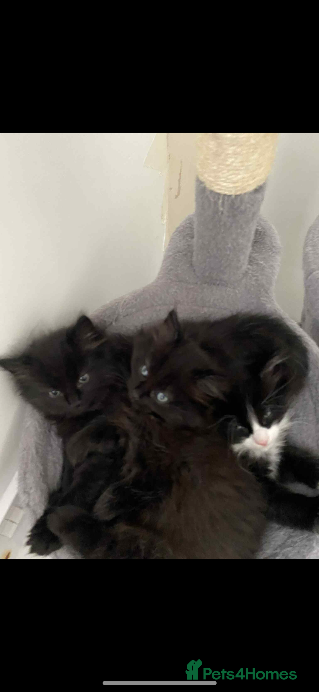 Maine Coon cats for sale: Maine coon  X ragdoll - Image 2