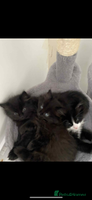 Maine Coon cats - Advert 6