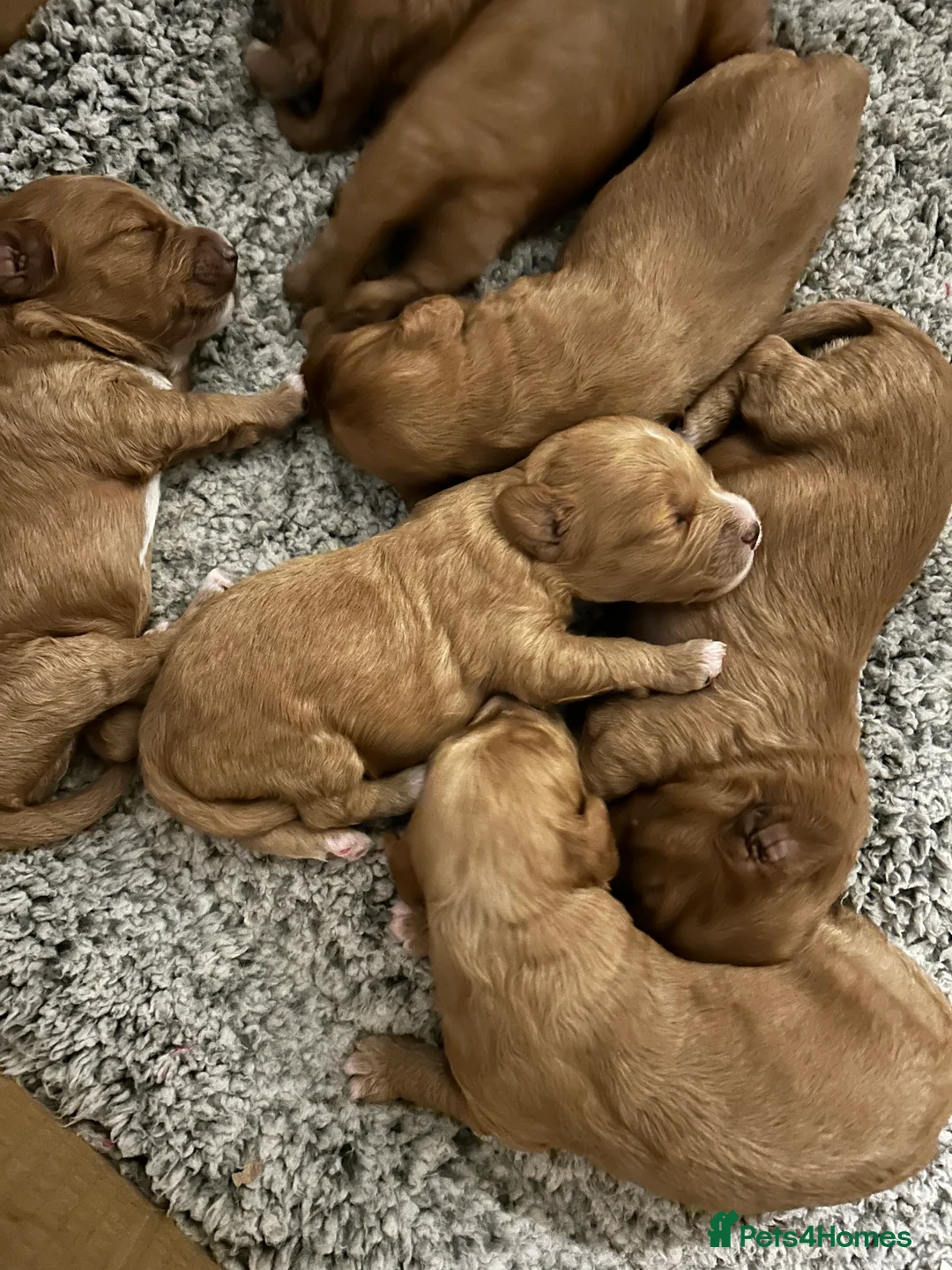 Mixed Breed dogs for sale: Tollerdoodle - Advert 2