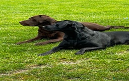 Labrador Retriever dogs for stud: Health Tested KC Chocolate Labrador for stud duty  in Trowbridge - Image 3