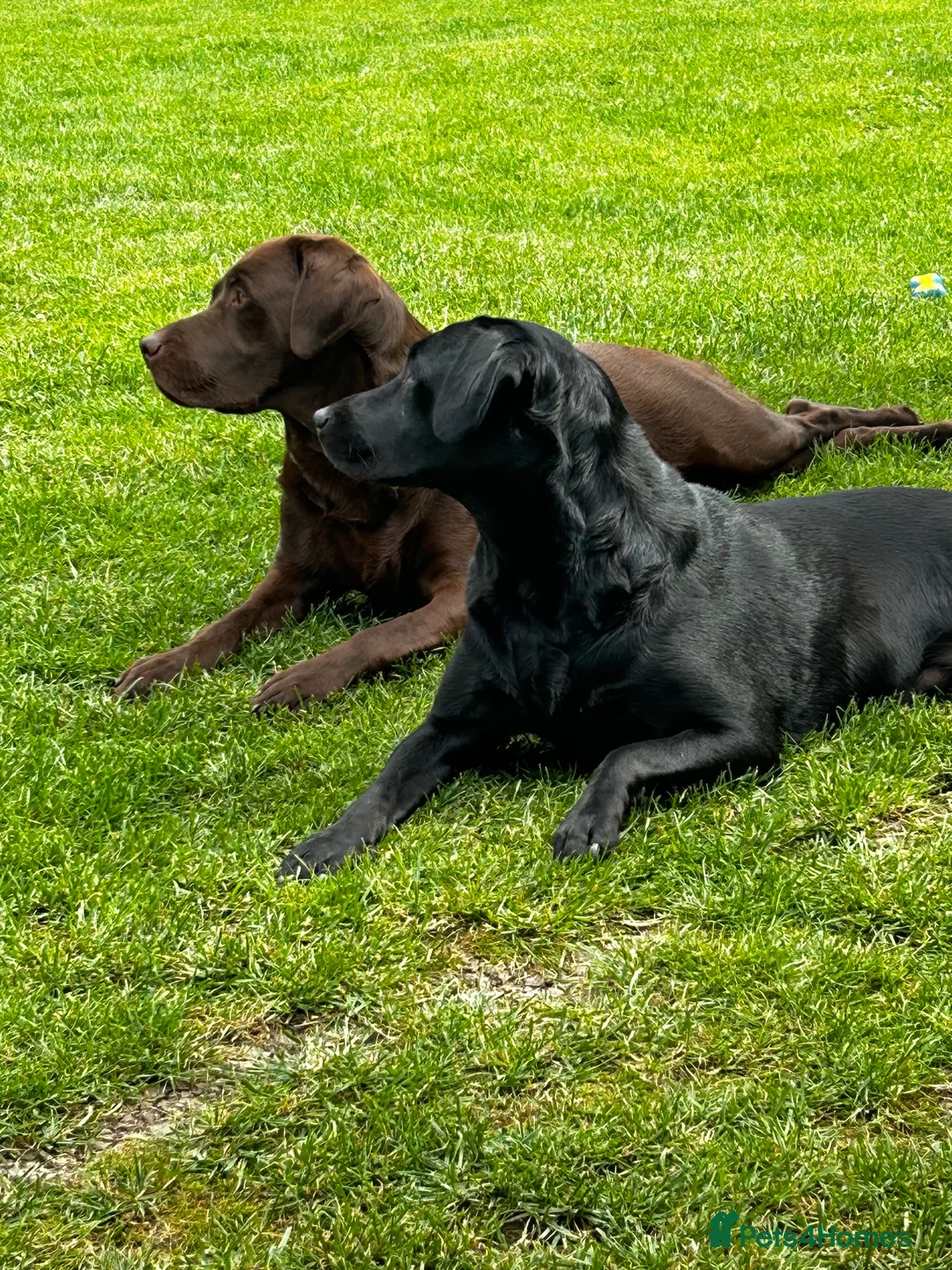 Labrador Retriever dogs for stud: Health Tested KC Chocolate Labrador for stud duty  in Trowbridge - Advert 3