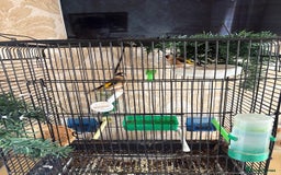 Finches birds for sale: Goldfinches for sale  - Image 4