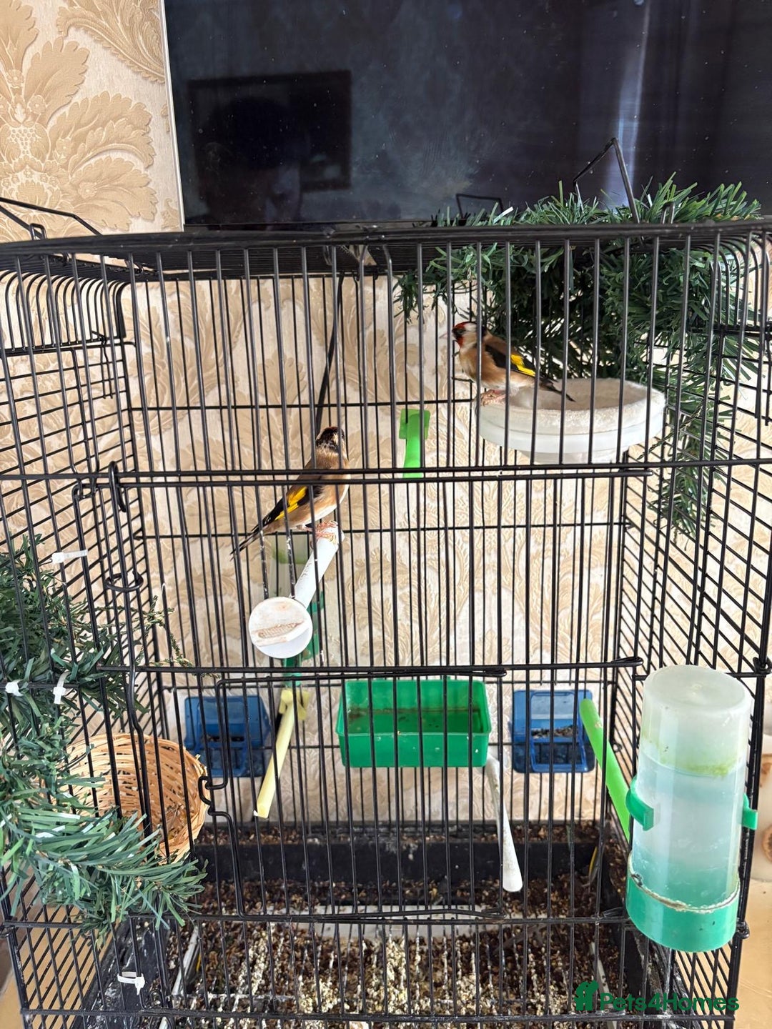 Finches birds for sale: Goldfinches for sale  - Image 4