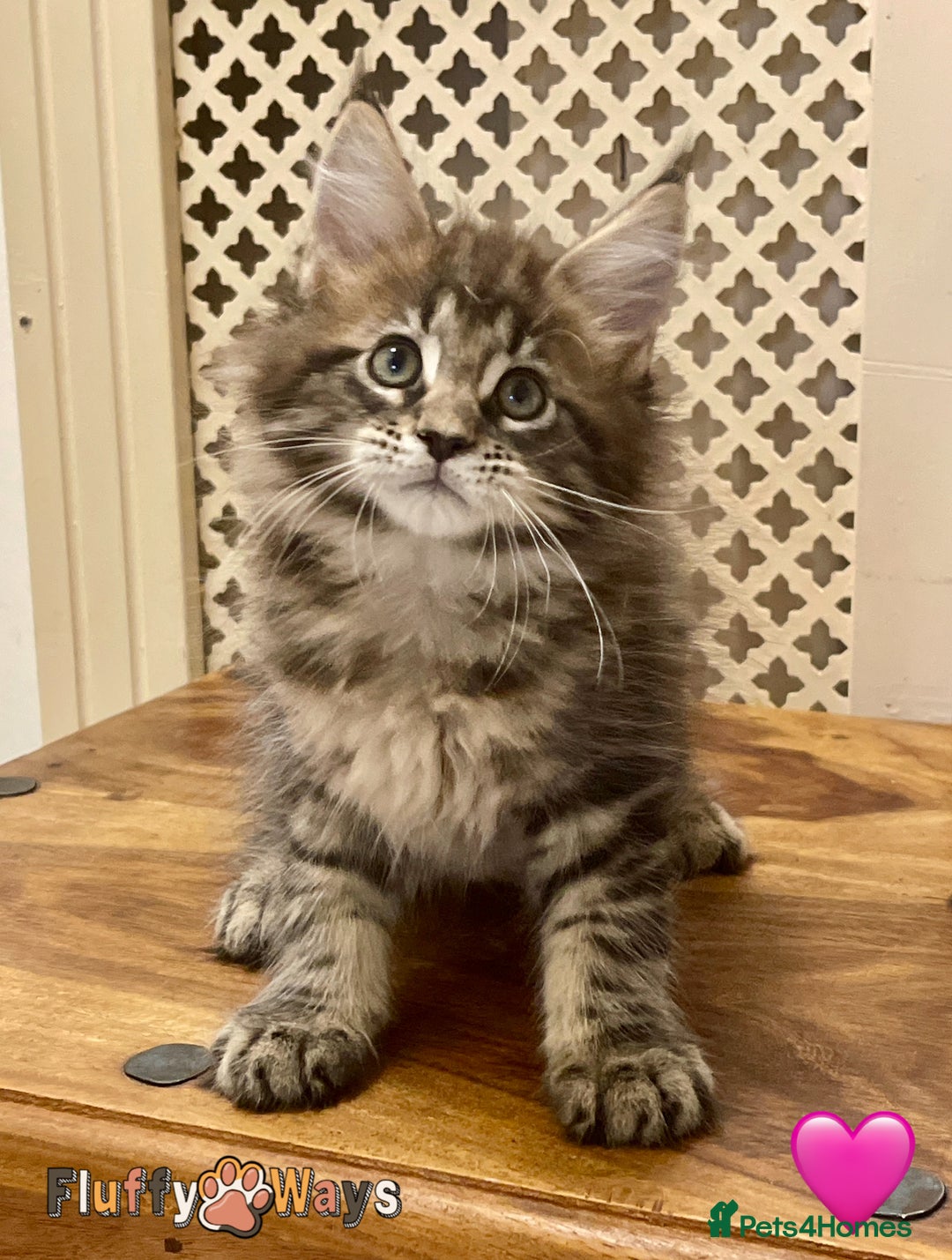 Maine Coon cats for sale: 🐾🦁 *TICA* MAINE COON KITTENS 🧬 DNA CLEAR 🦁🐾 - Image 26