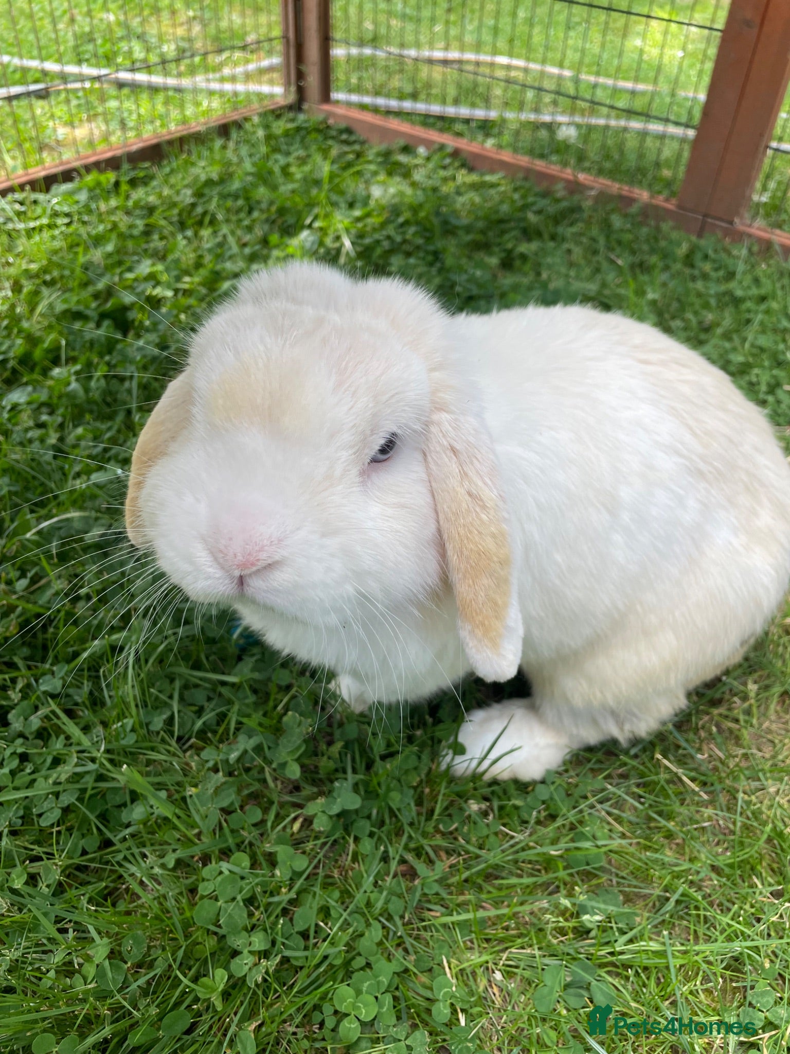 Mini Lop rabbits Mini Lop Male & Mini Lion Lop Female - Advert 23