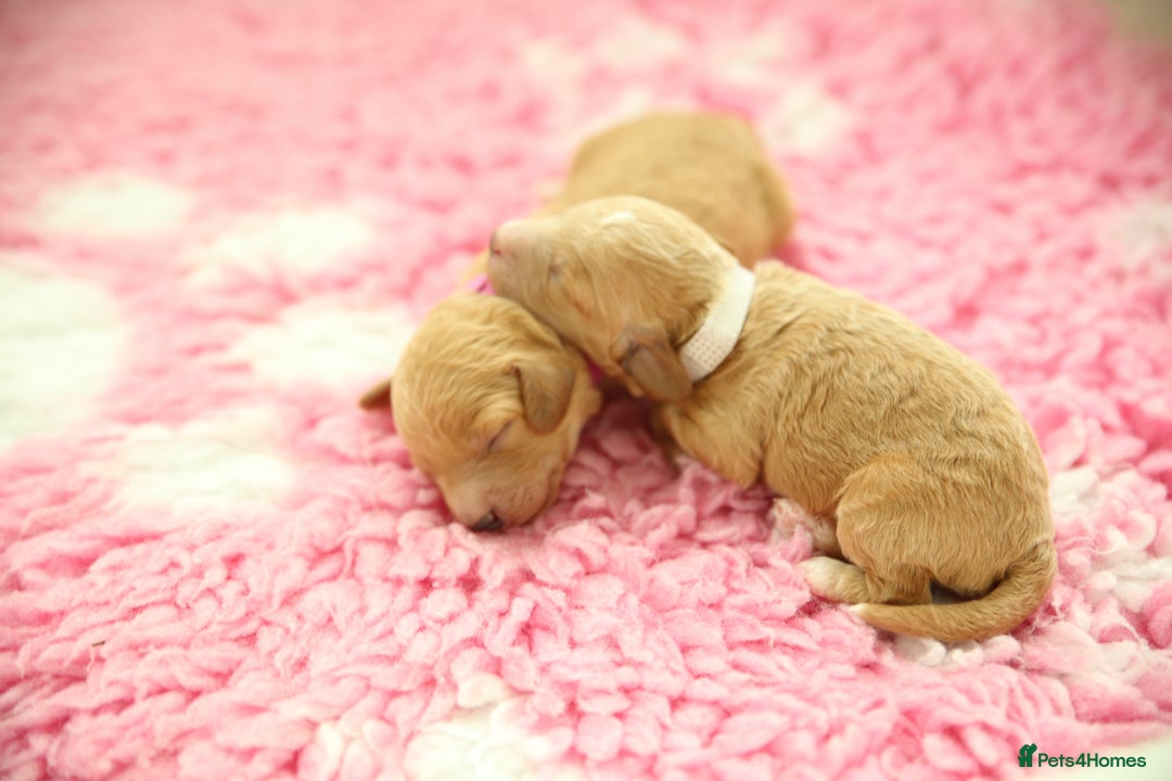 Maltipoo dogs for sale: Maltipoo/Miniature Poodle Puppies - Advert 5