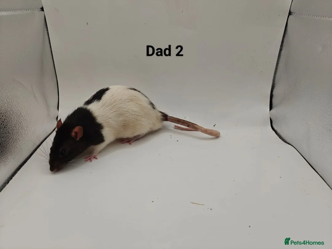 Rat rodents for sale: 🐀September Rats Are Here!🐀 - Advert 7