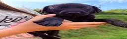 Labrador Retriever dogs for sale: Kc reg black Labrador puppies  - Advert 4