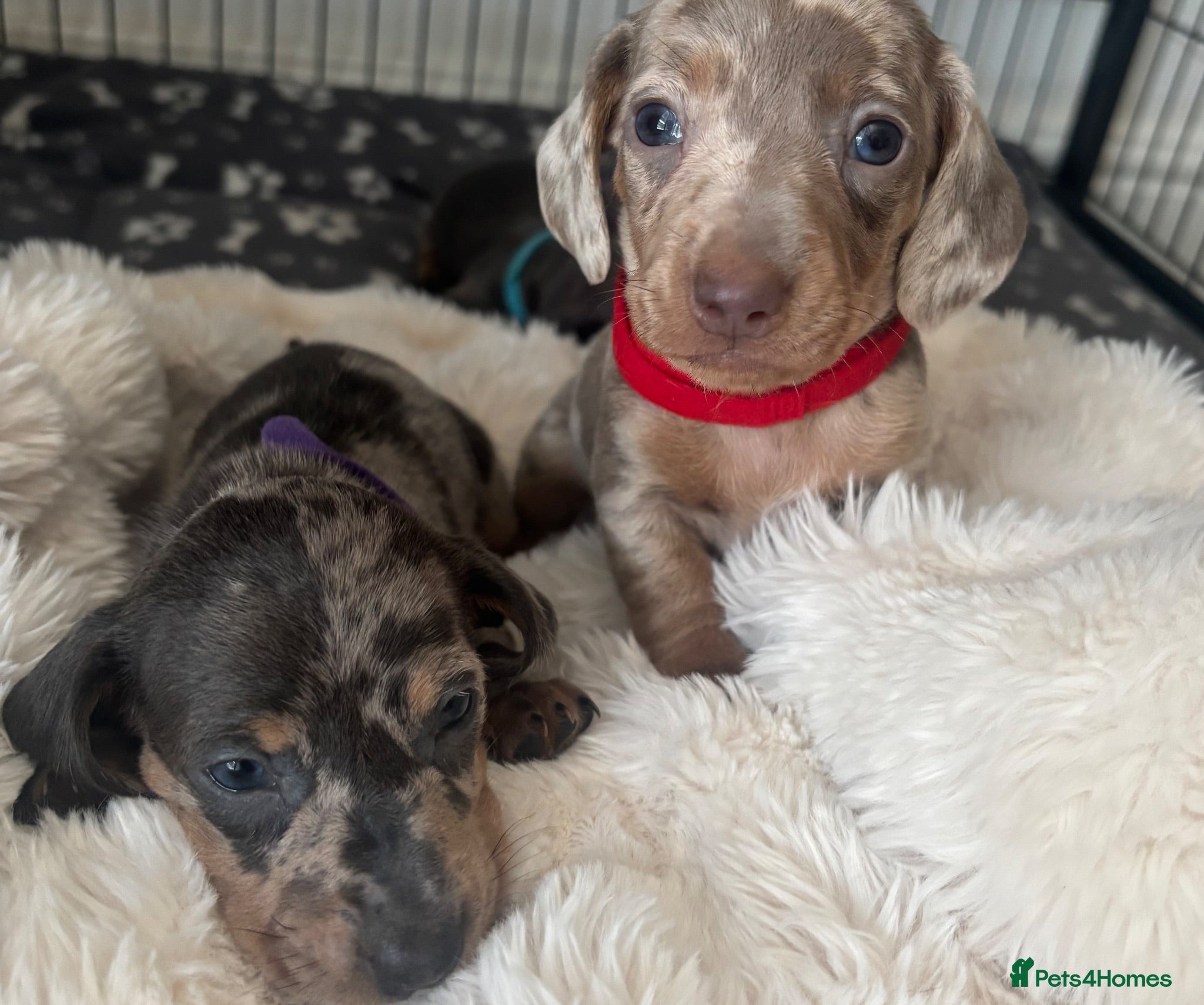 Miniature Dachshund dogs Miniature dachshund puppies - Advert 2