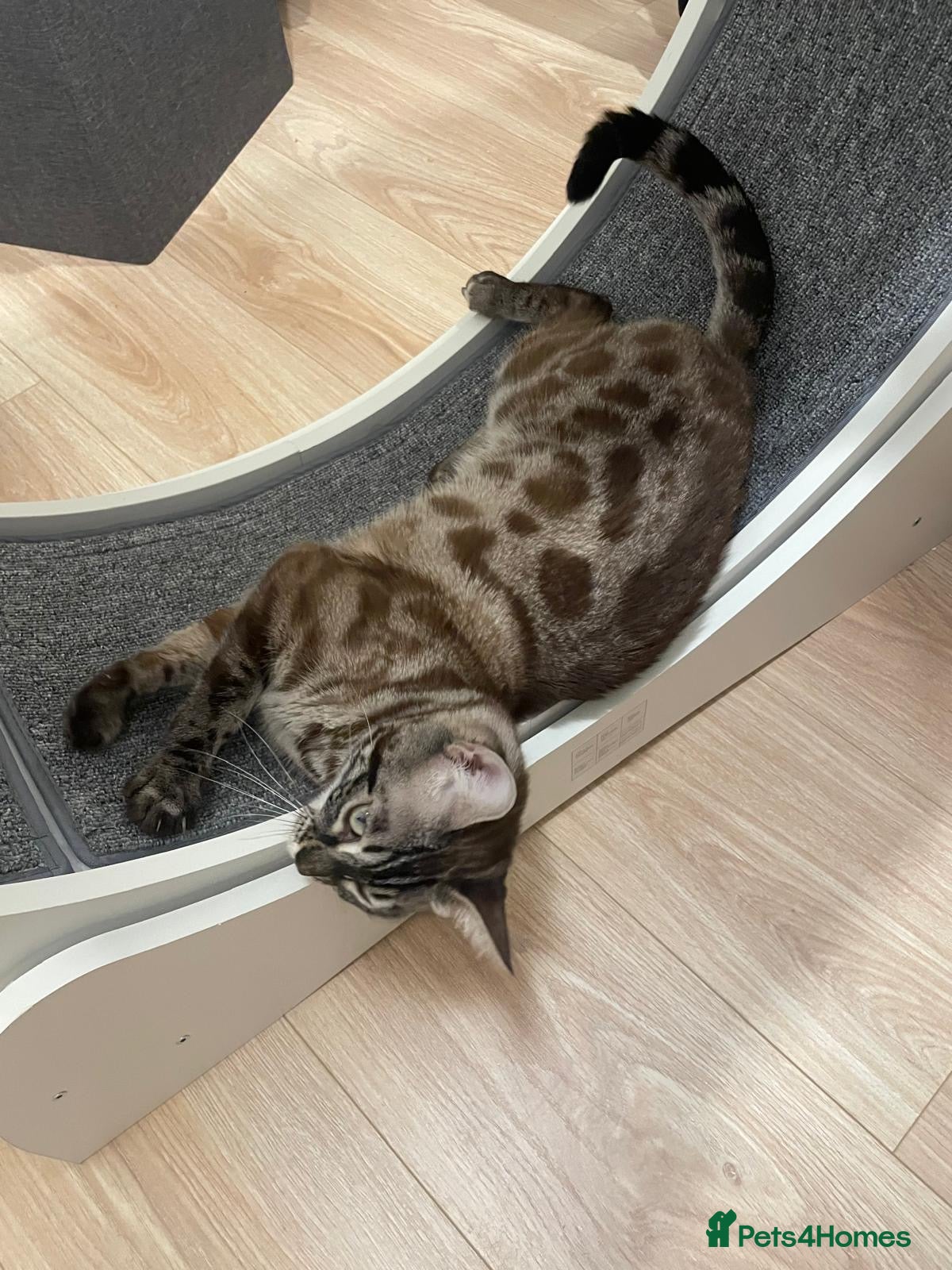 Bengal cats Beautiful Girl Looking For A New Home - Advert 5