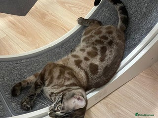 Bengal cats Beautiful Girl Looking For A New Home - Advert 1
