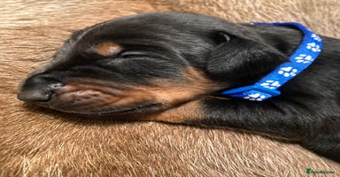 Dobermann dogs - Advert 5