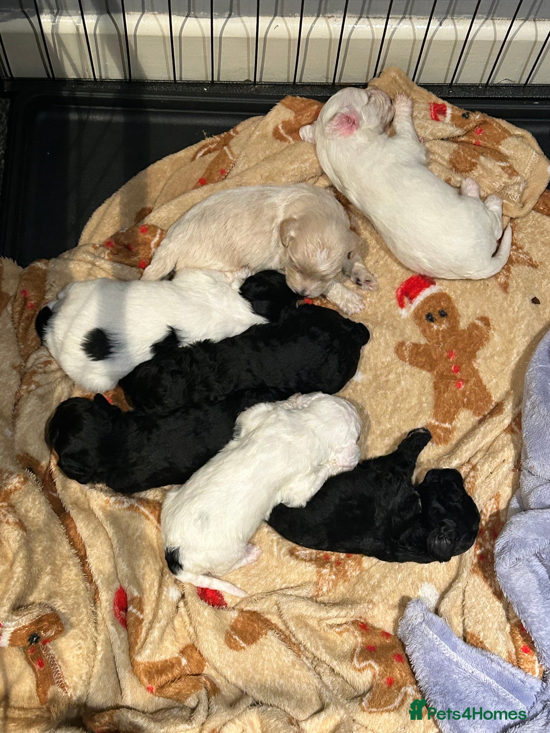 Shihpoo dogs for sale: Ready Halloween Stunning ShihpooXSproodle puppies - Image 10