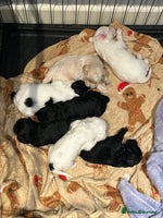 Shihpoo dogs Ready Now Stunning Shihpoo X sproodle puppies - Advert 7