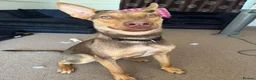 Mixed Breed dogs for adoption: Could You Be the One Valentina Needs? in Ipswich - Advert 15