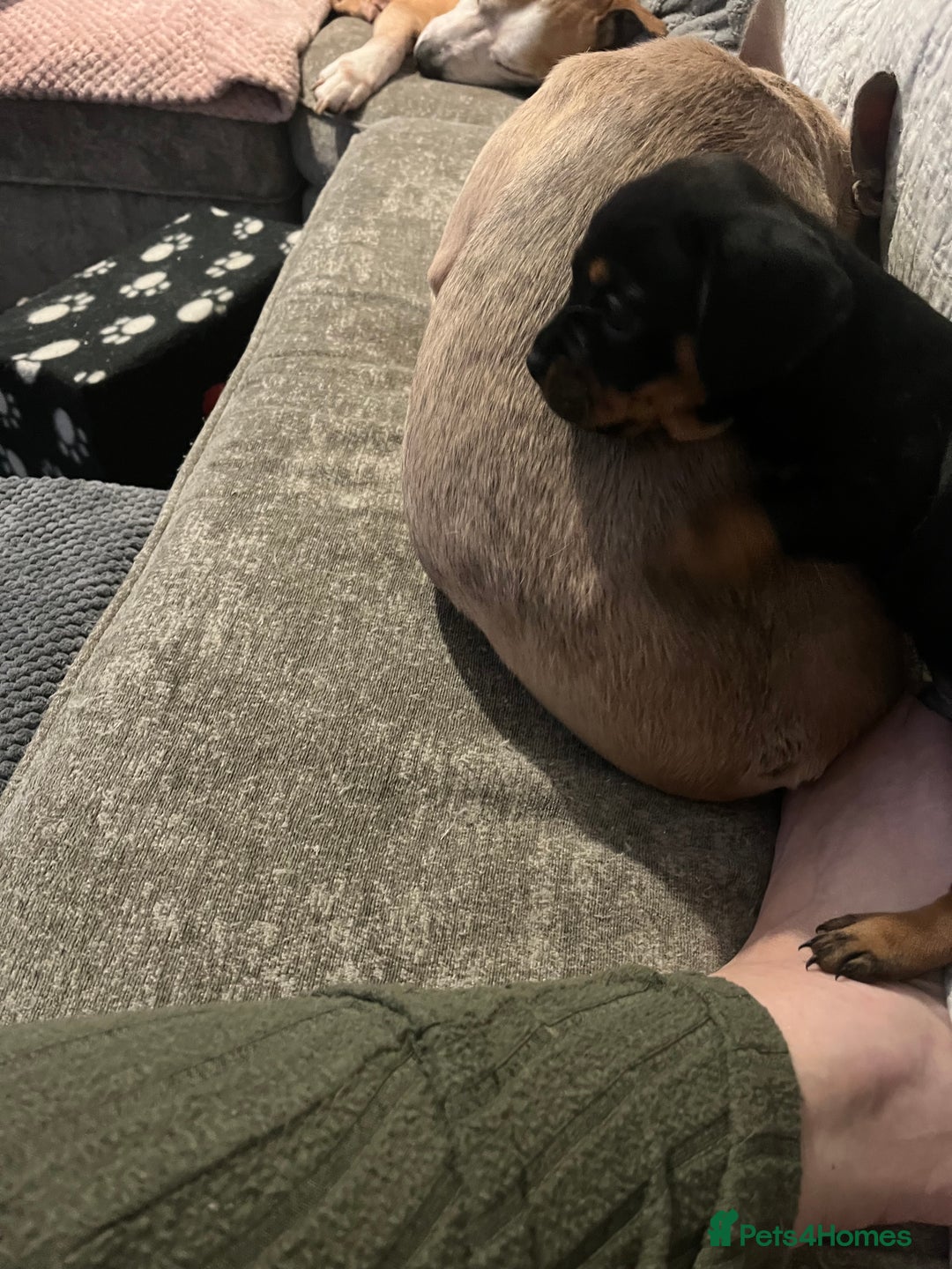 Mixed Breed dogs for sale: Miniature dachshund X French bulldog  - Image 27