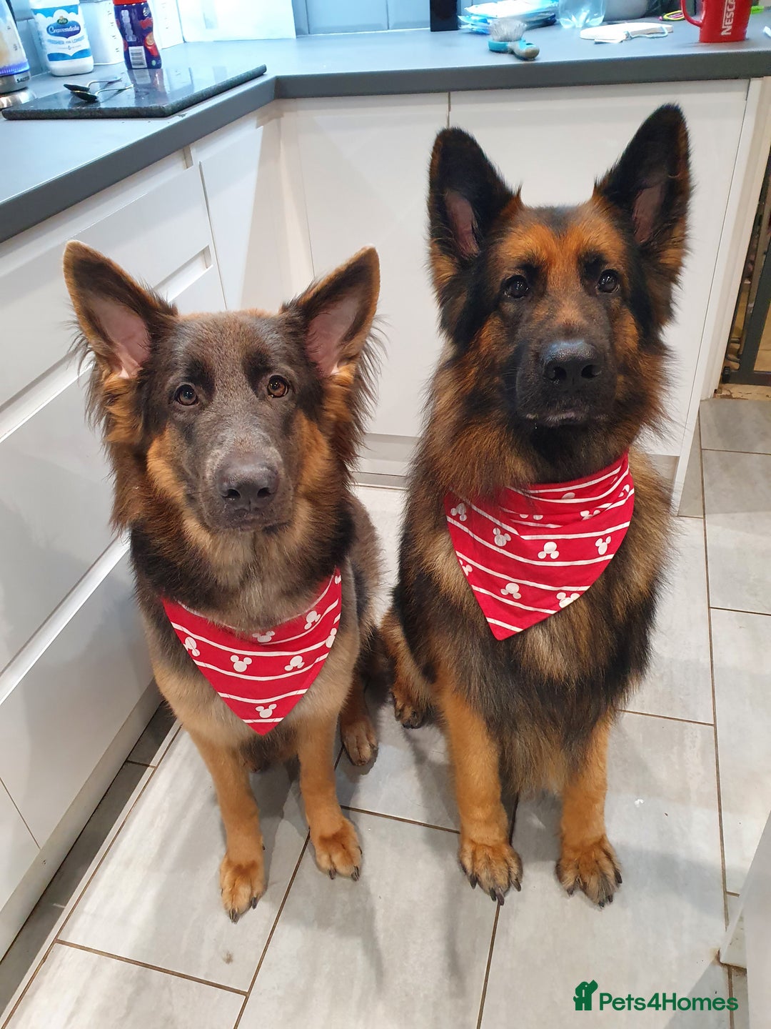 German Shepherd dogs for sale: 2 Beautiful Girls Available  - Image 5