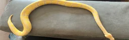 Python Snake reptiles for sale: Female Albino Ball Python possible Toffino young  - Advert 11