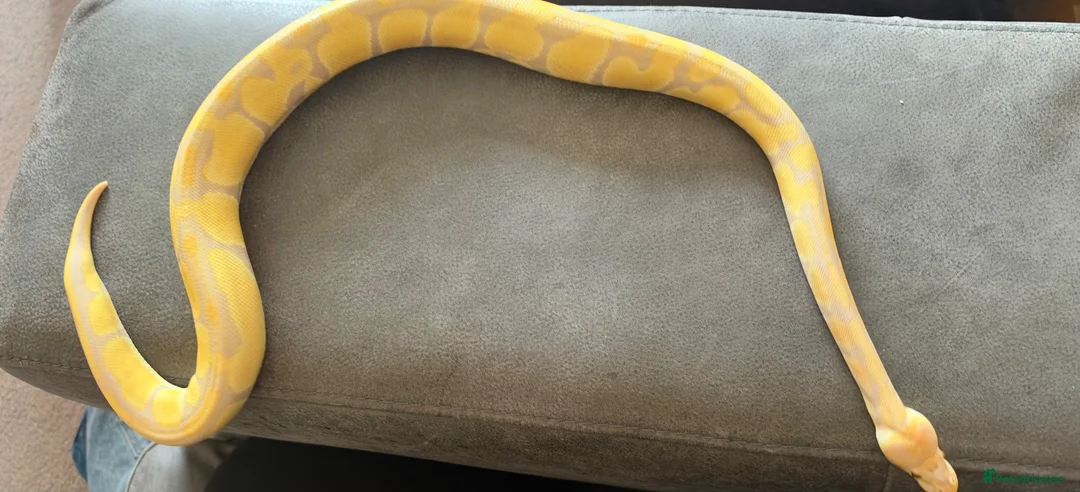 Python Snake reptiles for sale: Female Albino Ball Python possible Toffino young  - Advert 11