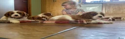 Cavalier King Charles Spaniel dogs for sale: 6 Beautiful KC Registered Cavalier King Charles  - Advert 7