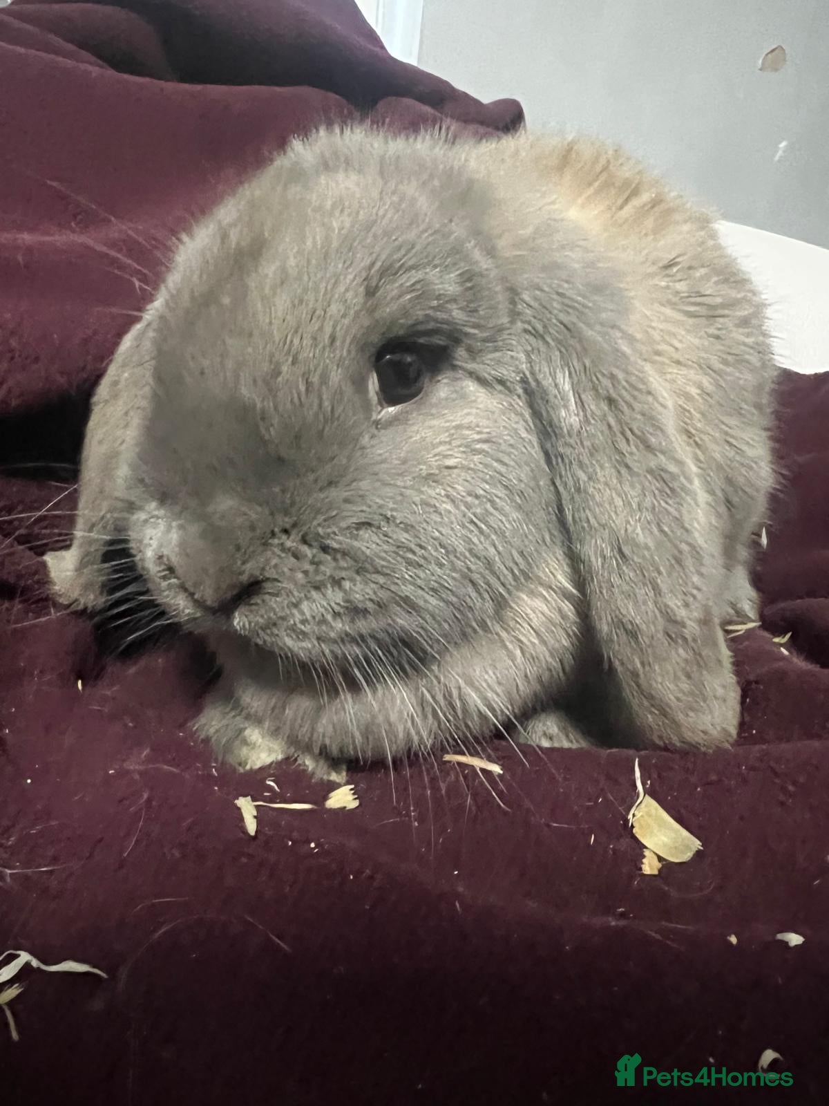 Mini Lion Lop rabbits Mini lop - Advert 4