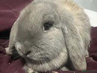 Mini Lion Lop rabbits Mini lop - Advert 20