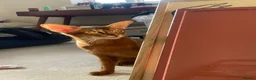Abyssinian cats for sale: Handsome Abyssinian Boy in Stafford - Advert 2
