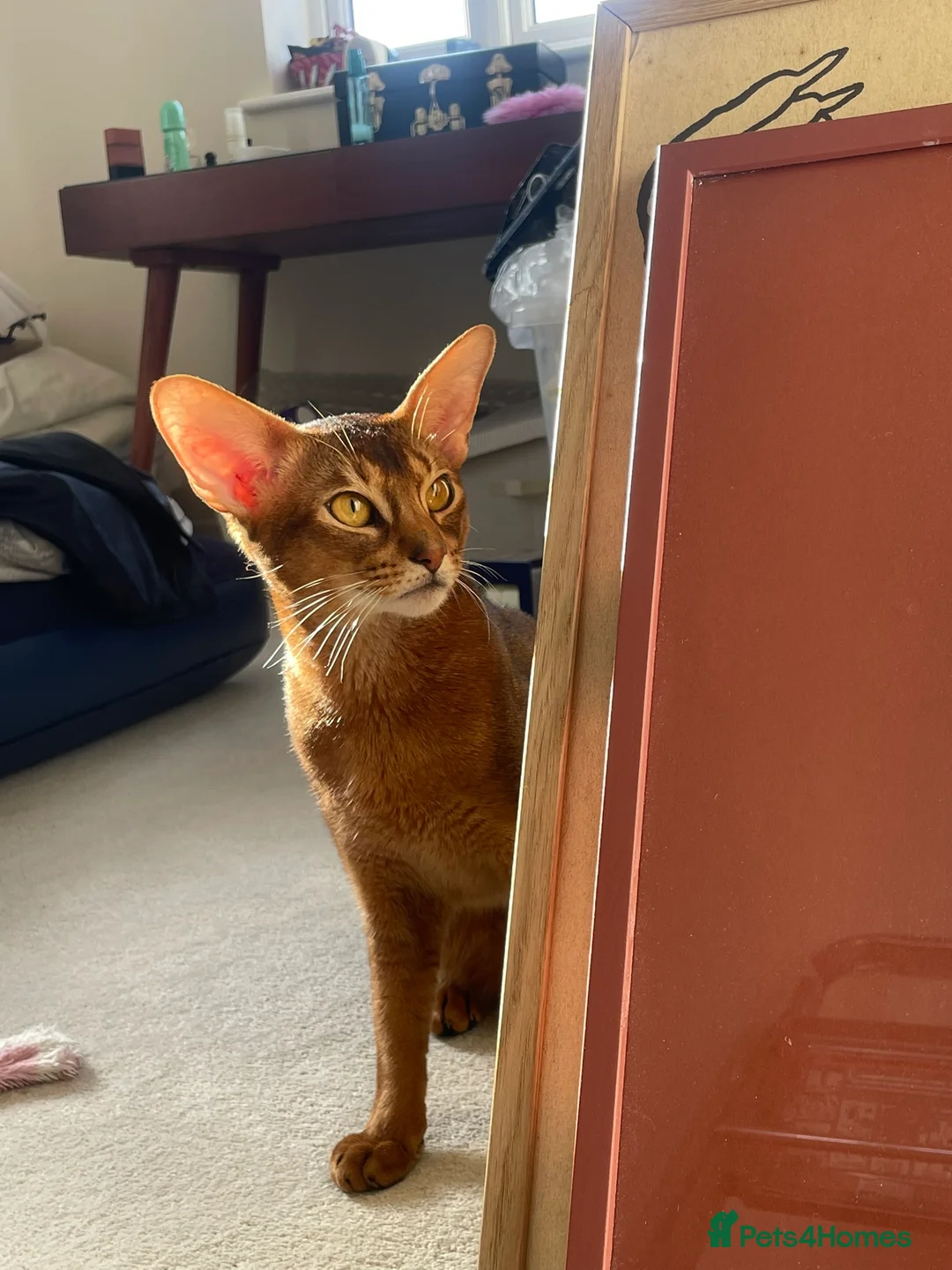 Abyssinian cats for sale: Handsome Abyssinian Boy in Stafford - Advert 2