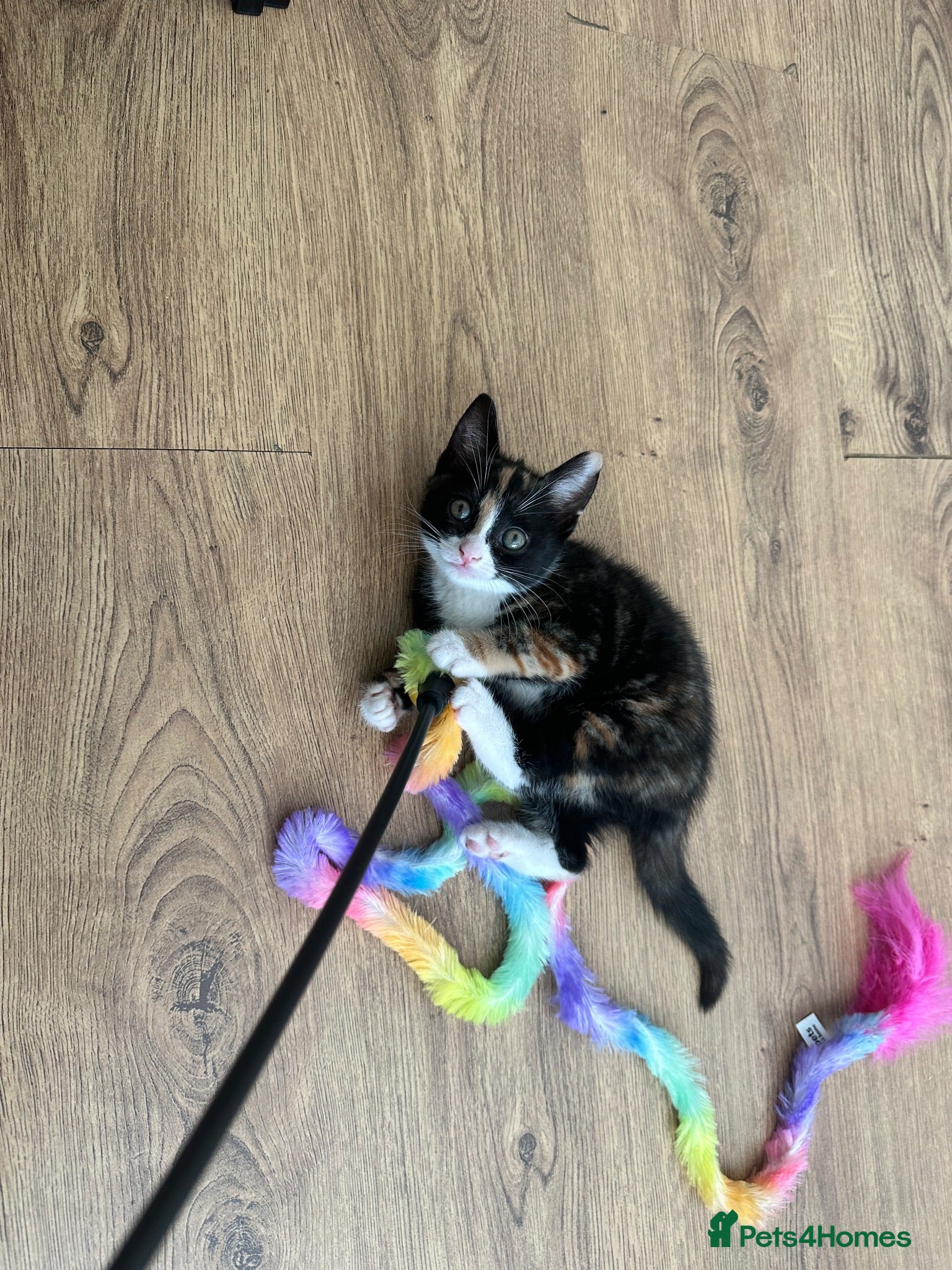 Domestic Shorthair cats 6 Adorable KittensReady for Their Forever Homes 🐾 - Advert 2