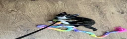 Domestic Shorthair cats for sale: 6 Adorable KittensReady for Their Forever Homes 🐾 - Advert 2