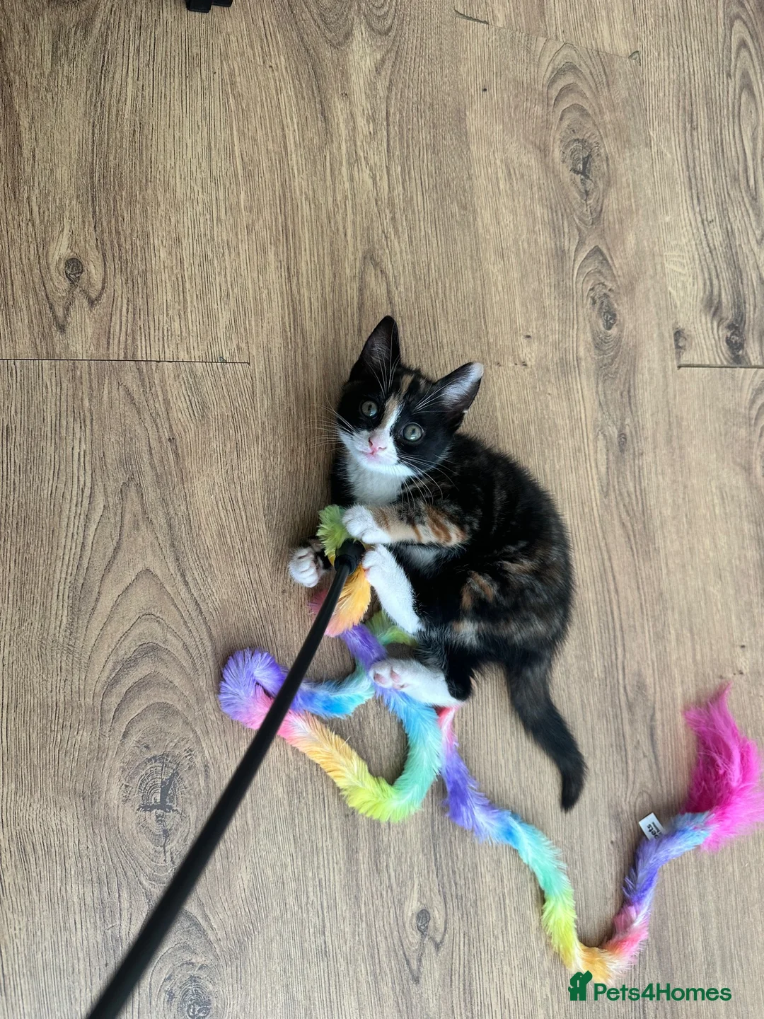 Domestic Shorthair cats for sale: 6 Adorable KittensReady for Their Forever Homes 🐾 - Advert 2