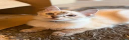 Ragdoll cats for sale: 💖 Stunning Ragdoll Kittens GCCF LAST ONE (Girl) - Advert 4
