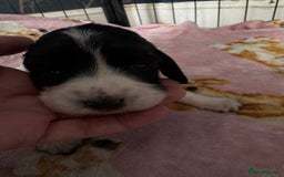 Sprocker dogs for sale: Beautiful Sprocker spaniel puppies ALL GIRLS - Image 17