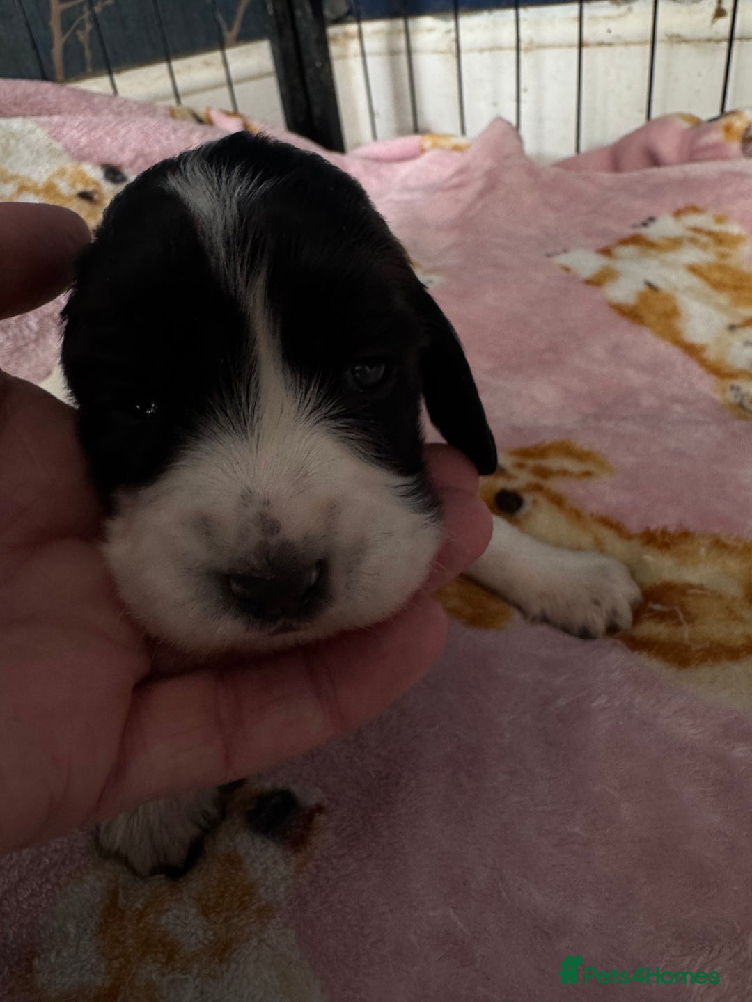 Sprocker dogs for sale: Beautiful Sprocker spaniel puppies ALL GIRLS - Image 17