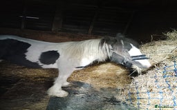 Miniature horses for sale: Mini cob  - Image 2