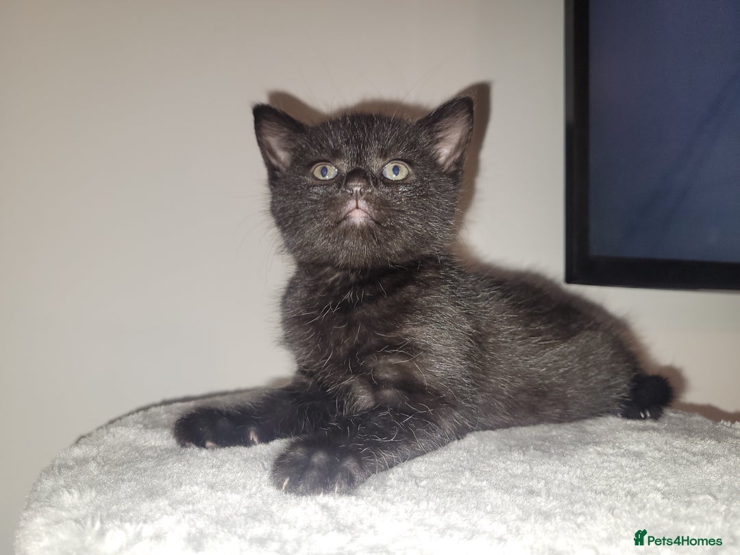 Mixed Breed cats for sale: Mixed British blue kittens  - Image 9