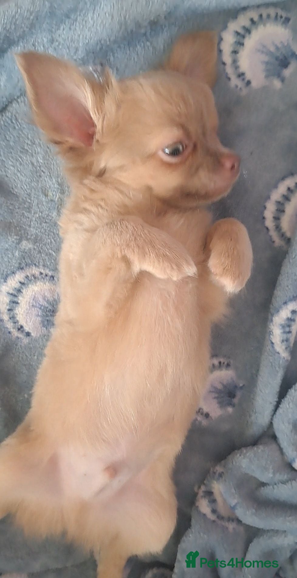 Chihuahua dogs 2 boys left Ready Now Long Coat Chihuahua pups  - Advert 19